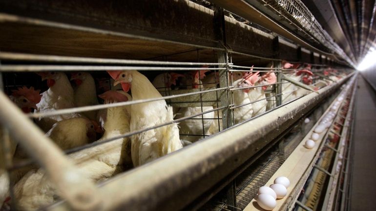 Chickens at a farm in Iowa. Bird flu is back, bringing...