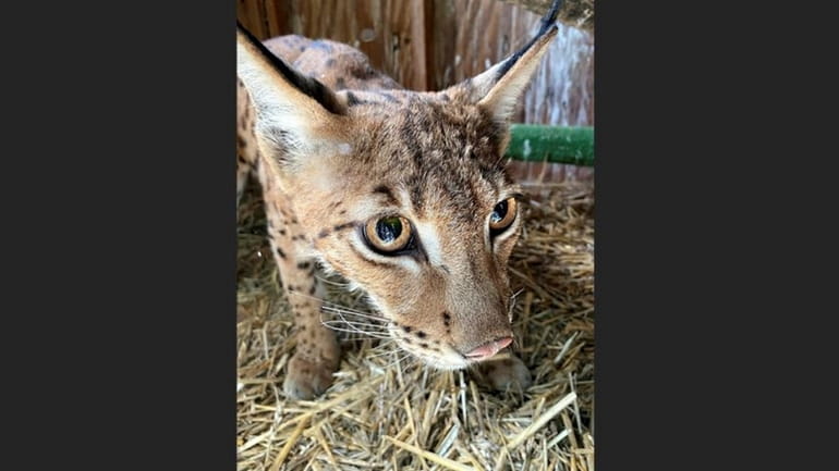 The Eurasian lynx, nicknamed Leo, found in Central Islip on...