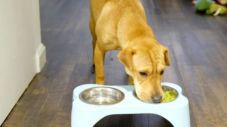 Pet Food for Longer, Healthier Lives – Cornucopia Pet Foods