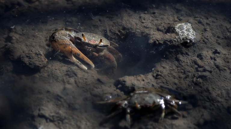Crab crawls through a mud puddle in a mangrove recovered...