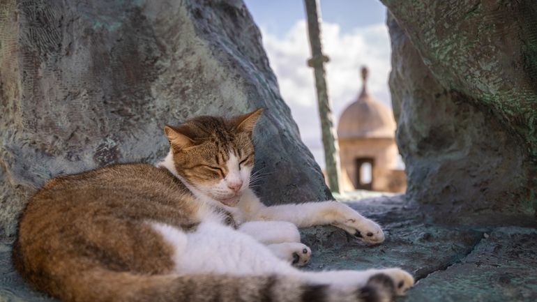 A stray cat rests on a statue in Old San...