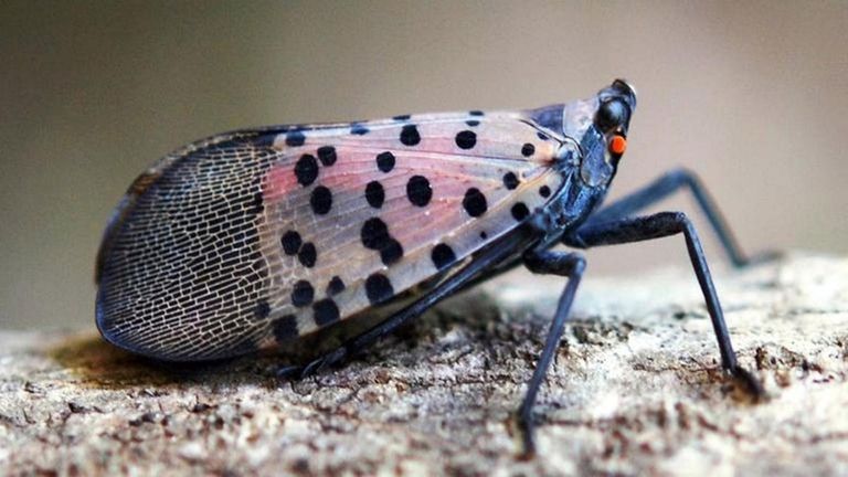 An adult spotted lanternfly looks much different than the bug...