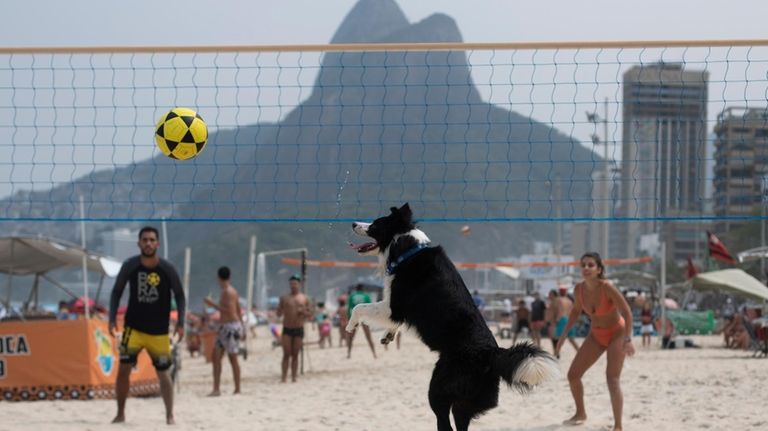 The border collie named Floki plays footvolley, a combination of...