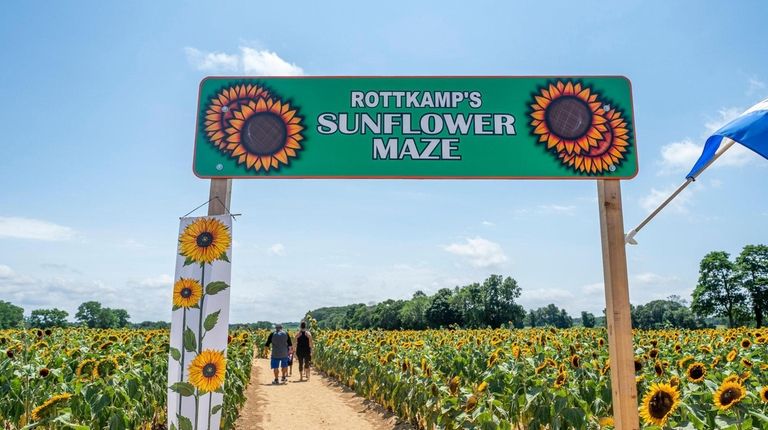 The Rottkamp's Sunflower Maze at Rottkamp's Fox Hollow Farm in Baiting...