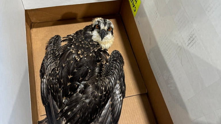 Wildlife rehabilitators will care for the osprey and release it...