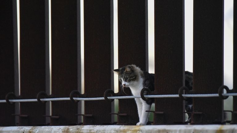 A cat peeks through a section of border fencing in...