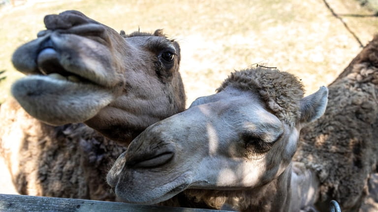 Camels are among the new arrivals at the Long Island...