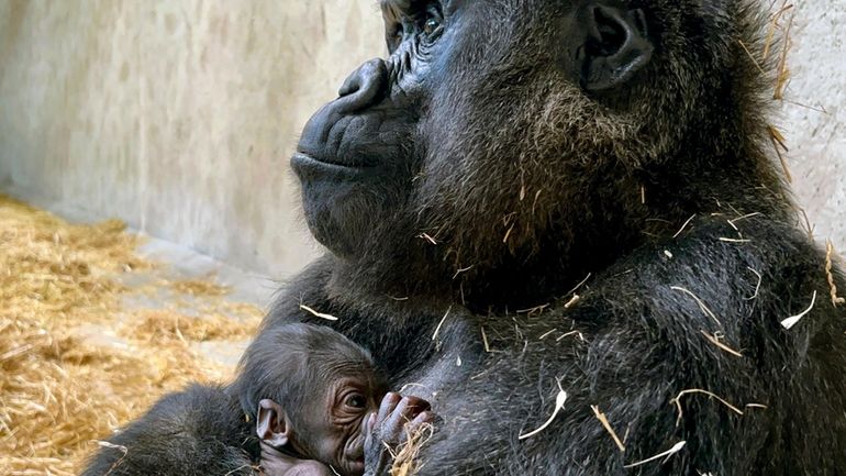 This photo made available by the Detroit Zoo, shows an...