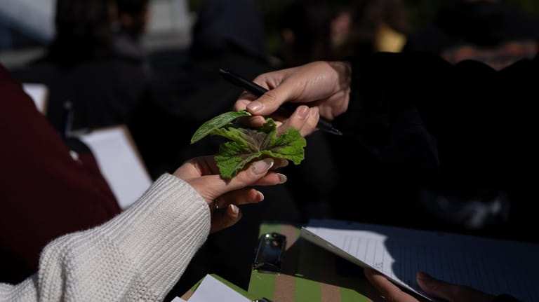 Biology class students examine leaves during a botanical tour on...