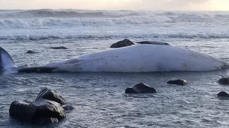 A Minke whale washed ashore in Montauk, the 16th large...