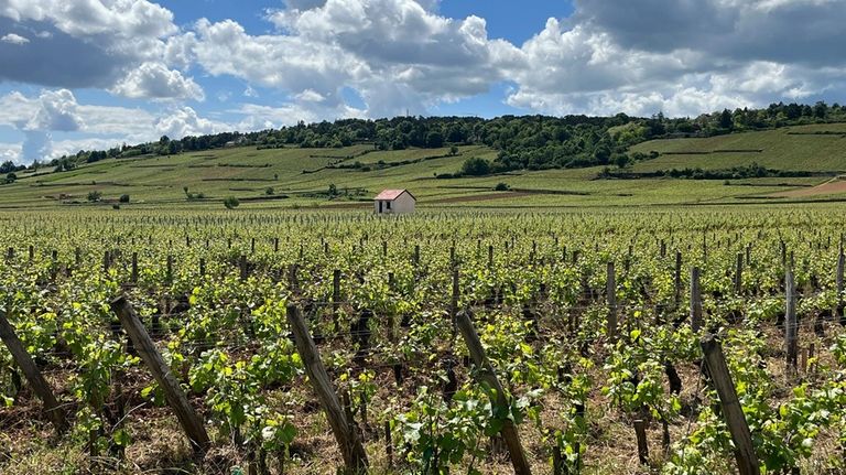 A vineyard appears along the Voie des Vignes near Beaune,...