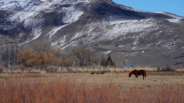 A horse grazes in a field on the Duck Valley...