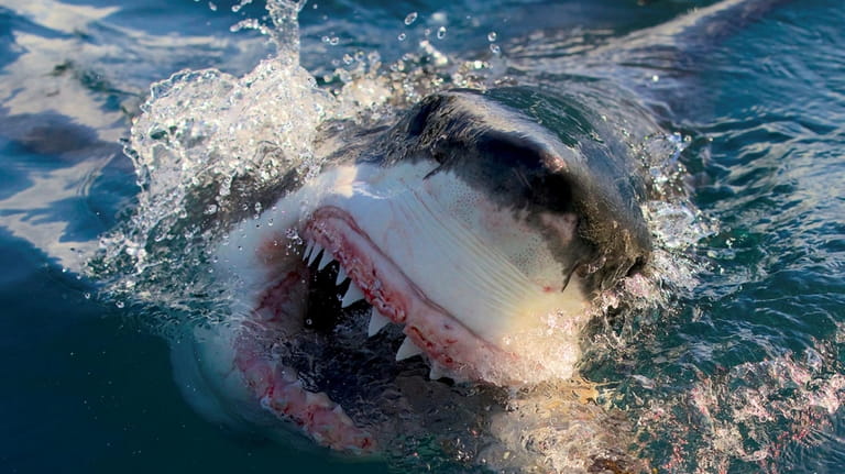 Great White Shark from Shark Week's "Air Jaws: Final Frontier"...