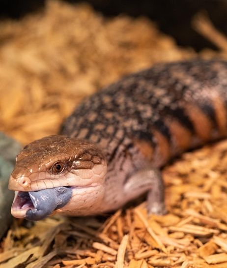 Lizards in Levittown are back, and here to stay