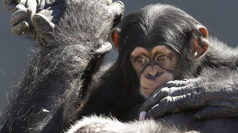 A New York State court ruling found that chimps do...