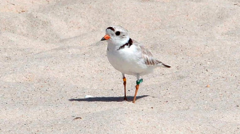 A piping plover guards its nest outside on the outer beach...