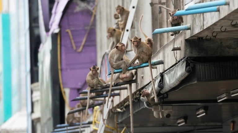 Monkeys climb a building in Lopburi Province, north of Bangkok,...
