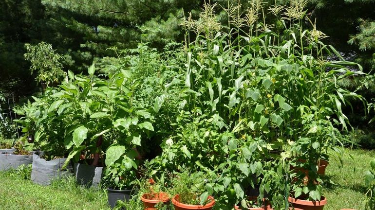 Bob Clark of Setauket grows corn, eggplant, cucumbers, tomatoes, peppers,...