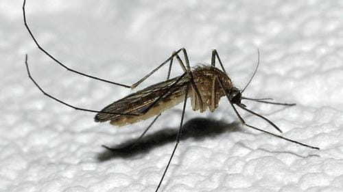 A mosquito, a carrier for the potentially lethal West Nile...