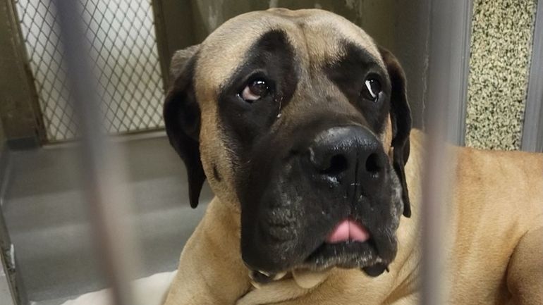 Roxi, the English mastiff abandoned on the Southern State Parkway,...