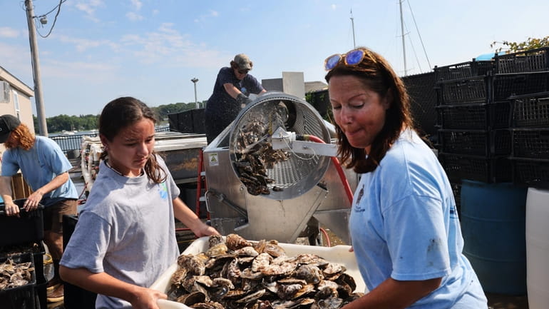 Town of Oyster Bay workers cleaned, sorted and measured oysters...