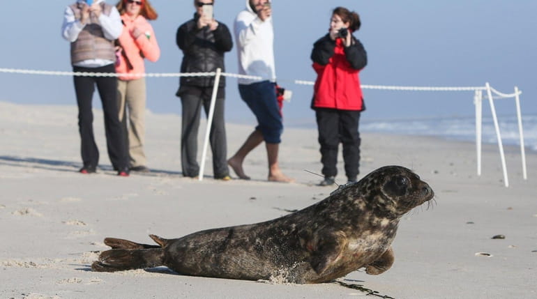 A gray seal rescued by the Riverhead Foundation for Marine...