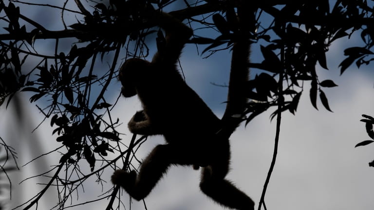 A scientist's 4-decade quest to save the biggest monkey in the Americas -  Newsday