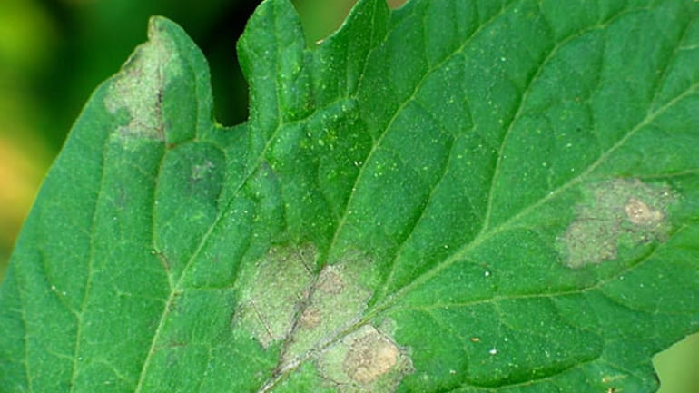 Leaf lesions caused by late blight.