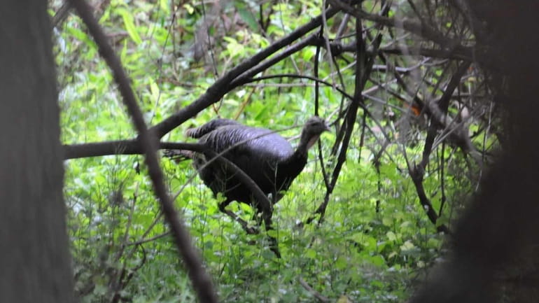 A wild turkey in the woods of Elizabeth A. Morton...