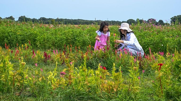 Jennifer Lee and her daughter, Kenzie, 5, cut flowers at...