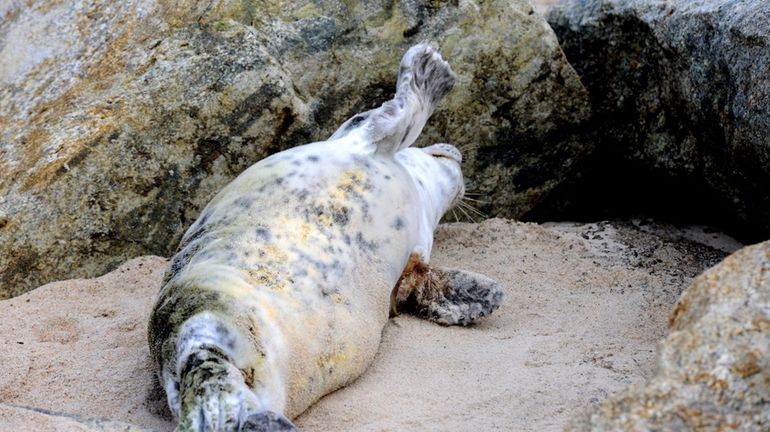 A distressed Harbor seal pup is seen, Sunday, near the...