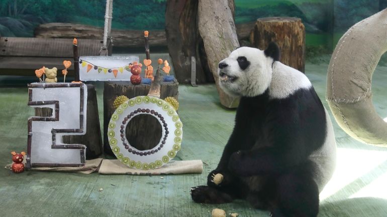 Panda Yuanyuan eats her birthday cake for her 20 years...