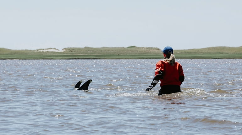 A trained volunteer attempts to herd stranded dolphins into deeper...