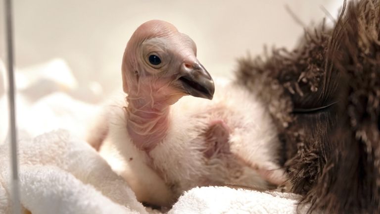 Condor chick LA1123, hatched Sunday April, 30, waits for it's...