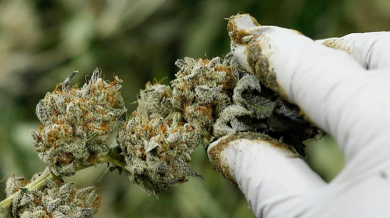 A worker trims green cannabis buds — the most potent part of the...