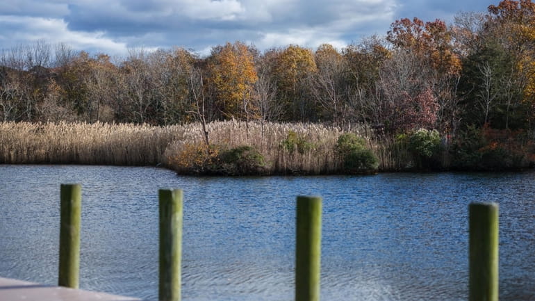 The wooded area across the Peconic River, as seen from...