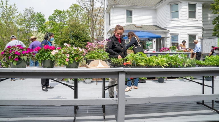 The Long Island Farmworker Cooperative's flower market in Riverhead in...