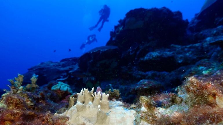 Bleached coral is visible at the Flower Garden Banks National...