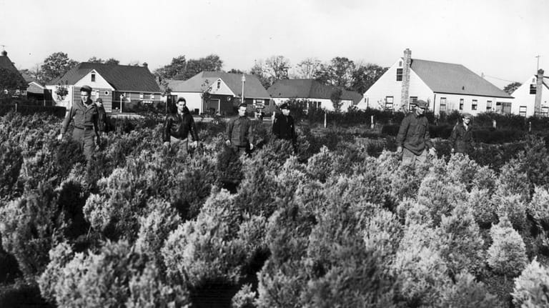 Soldiers and police comb a nursery in East Meadow in...