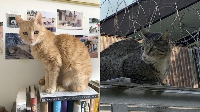 Cats from Kabul, Afghanistan.