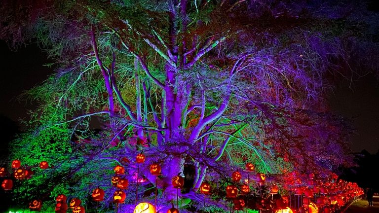 RISE of the Jack O'Lanterns features thousands of carved and...