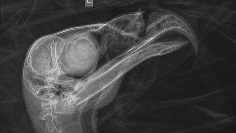 A radiograph provided by World Bird Sanctuary shows the beak...