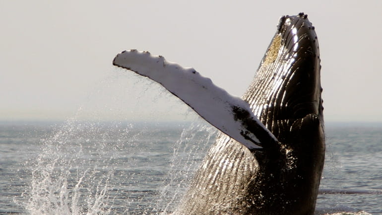 A humpback whale breaches on Stellwagen Bank about 25 miles...