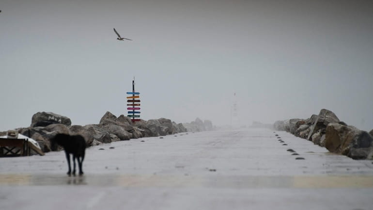 A bird flies over a deserted pier in Miramar, in...