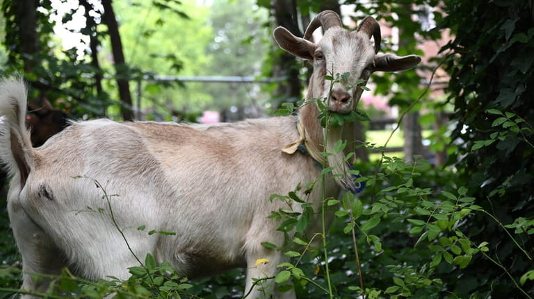 The Town of North Hempstead introduced goats to town property...
