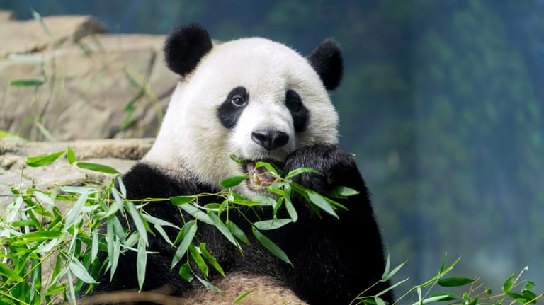 Giant panda Xiao Qi Ji eats bamboo in his enclosure...