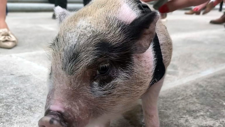 In this image taken from video, a piglet dubbed Earl...