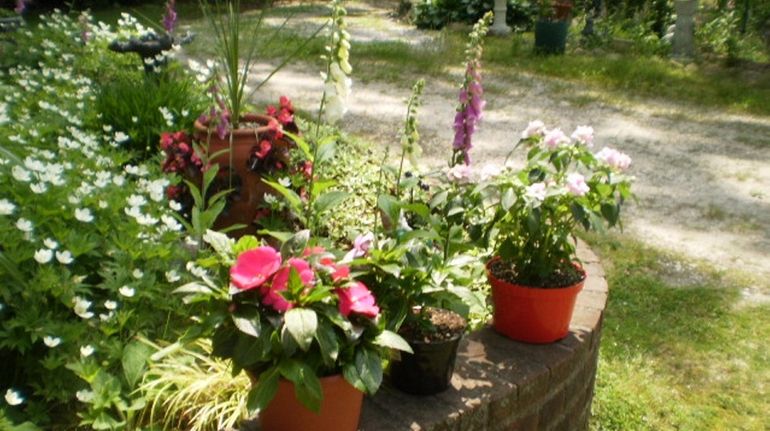 Regina Phelps' garden at her home in Hauppauge.