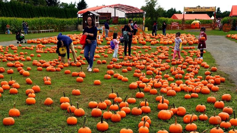 Field of pumpkins at White Post Farms in Melville.