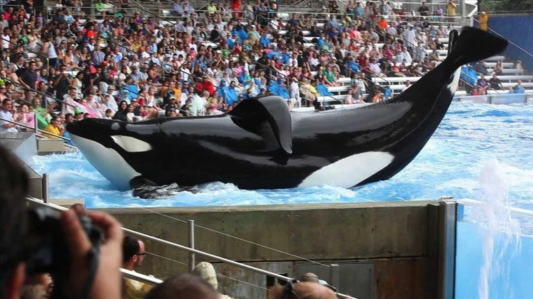 Tilikum in "Blackfish."